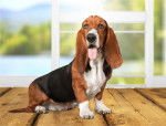 Photo Basset Hound
