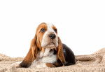 Photo Basset Hound