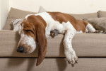 Photo Basset Hound
