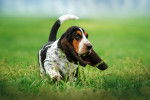 Photo Basset Hound