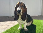 Un Basset Hound assis sur une surface gazonné 
