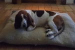 Un Basset Hound allongé sur un grand coussin