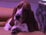 Un Basset Hound  allongé sur un canapé