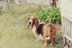 Un Basset Hound  sur un terrain herbeux