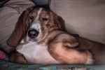Un Basset Hound allongé sous une couverture