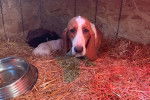 Un Basset Hound dans un enclos