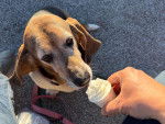 Un Basset Hound léchant une crème glacée