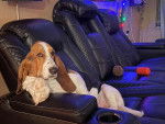 Un Basset Hound assis dans un fauteuil