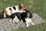 Deux Basset Hound allongés sur un tapis