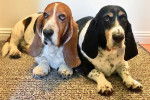 Deux Basset Hound allongés sur un tapis