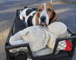 Un Basset Hound dans un panier