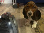 Un Basset Hound assis sur un tapis