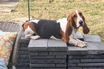 Un Basset Hound allongé sur des pierres 