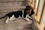 Un Basset Hound allongé sur une marche d'escalier