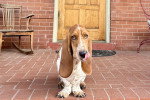 Un Basset Hound assis sur une terrasse 