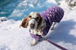 Un Basset Hound marchant sur une surface enneigée portant un habit pour chien et tenu en laisse