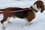 Un Basset Hound marchant sur une surface enneigée et tenu en laisse