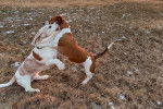 Deux Basset Hound jouant sur un terrain herbeux