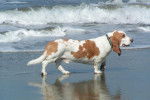 Un Basset Hound au bord de la mer