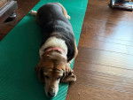 Un Basset Hound allongé sur un tapis