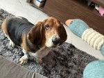Un Basset Hound assis sur un tapis