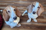 Deux Basset Hound assis sur un parquet