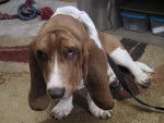 Un Basset Hound assis sur un tapis et tenu en laisse