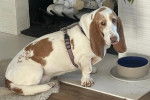 Un Basset Hound assis sur un tapis et portant un harnais