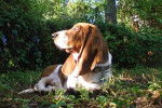 Un Basset Hound allongé sur un terrain herbeux