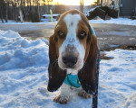 Un Basset Hound tenu en laisse sur une surface enneigée
