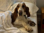 Un Basset Hound allongé sur un lit