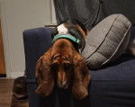 Un Basset Hound allongé sur un canapé