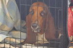 Un Basset Hound assis dans une cage