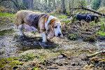 Un Basset Hound marchant dans l'eau