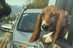 Un Basset Hound dans un véhicule