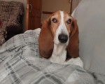 Un Basset Hound allongé sous une couverture