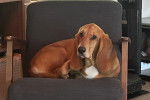 Un Basset Hound allongé sur une chaise