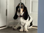 Un Basset Hound assis devant une porte