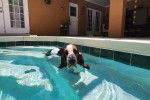 Un Basset Hound nageant dans une piscine