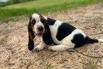 Un Basset Hound assis 