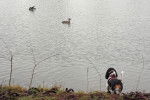 Un Basset Hound admirant le lac et les canards 