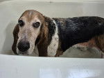 Un Basset Hound dans une baignoire