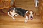 maggy - Basset Hound Femelle (1 an)