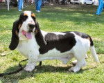 garde a vous! - Basset Hound Mâle (11 ans)