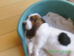 OSCAR - Basset Hound Mâle (1 an)