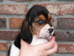 louna - Basset Hound Femelle (3 mois)