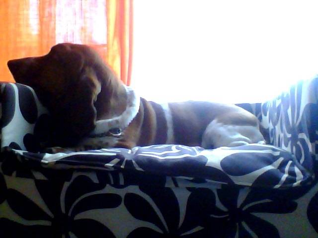 elsie - Basset Hound Femelle (6 ans)