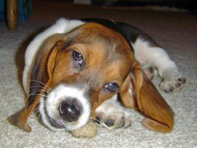 Chester - Basset Hound Mâle (2 ans)