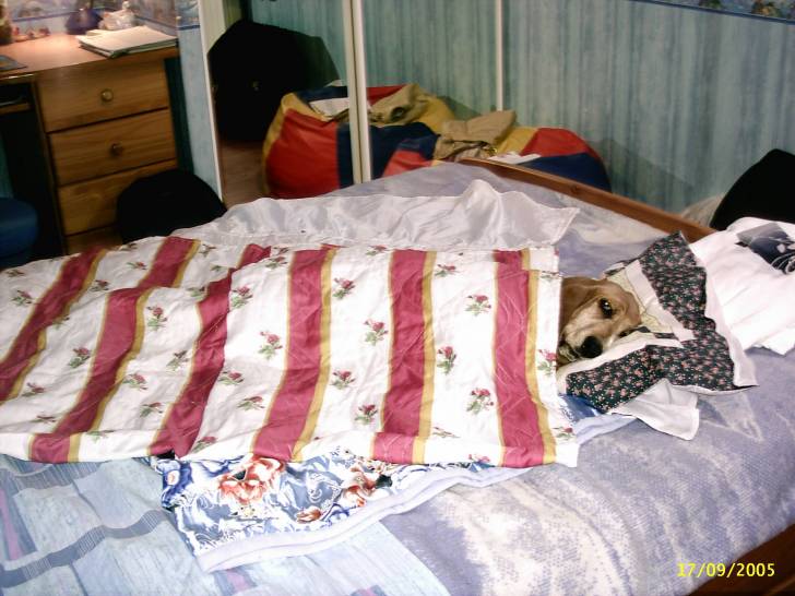 c'est ma couverture - Basset Hound Femelle