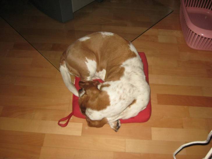 Aika - Basset Hound Femelle (6 ans)